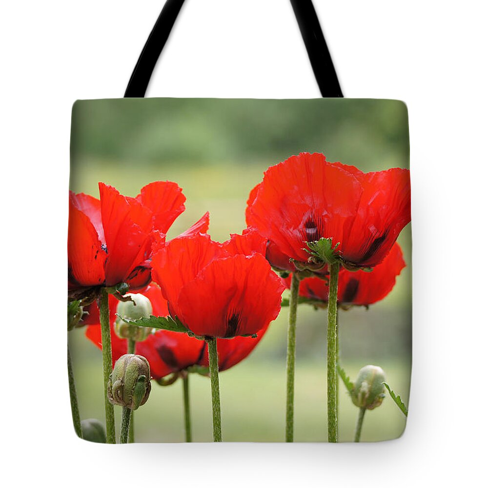 Sunlight Tote Bag featuring the photograph DSC03880 - Group Poppies by Shirley Heyn