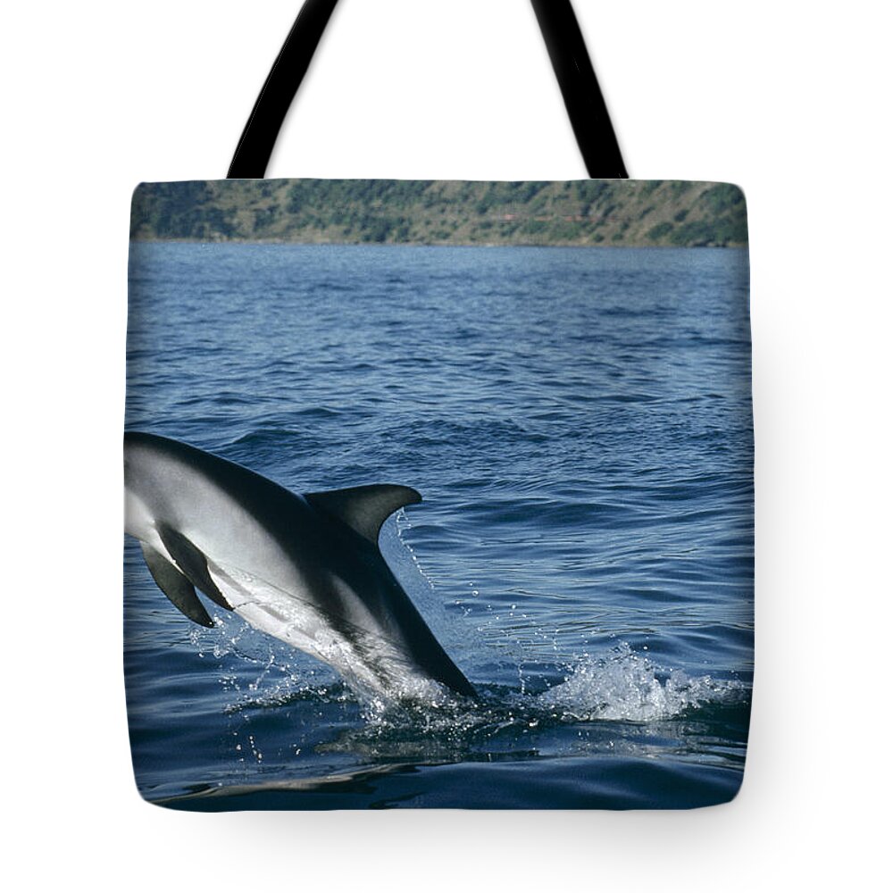 Mp Tote Bag featuring the photograph Dusky Dolphin Lagenorhynchus Obscurus by Flip Nicklin