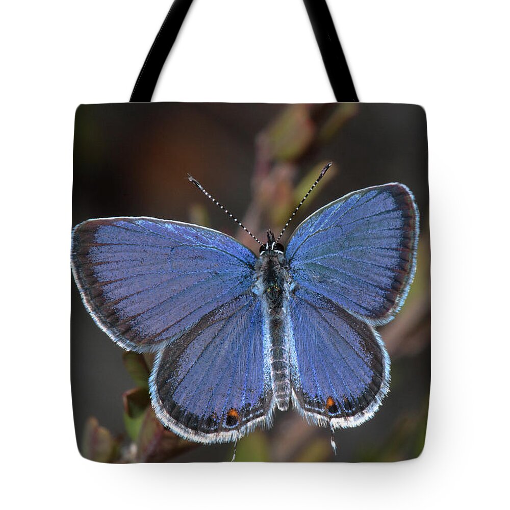 Eastern Tailed Blue Tote Bag featuring the photograph Eastern Tailed Blue Butterfly by Daniel Reed
