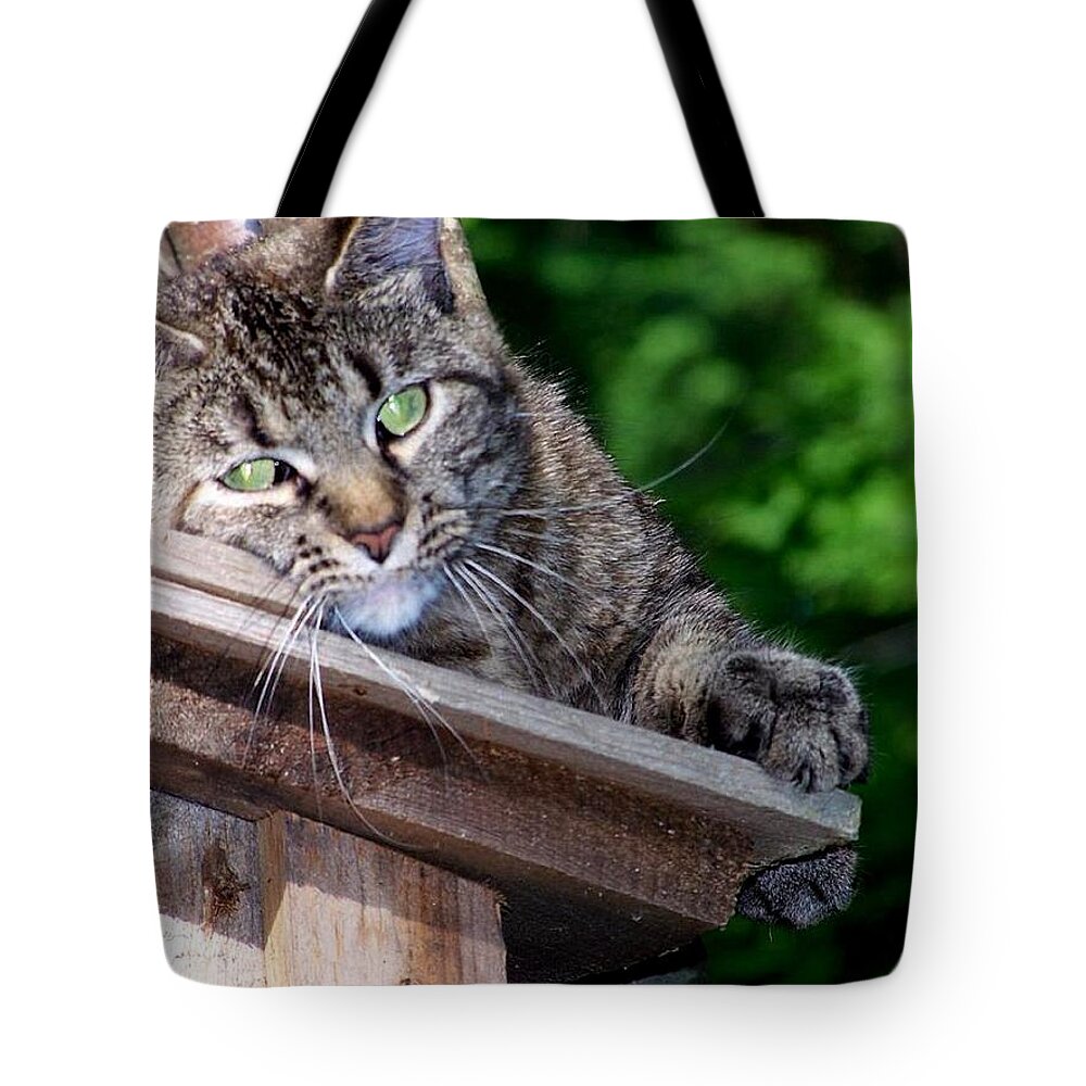 Cat Tote Bag featuring the photograph Echoe 2 posing by Kim Galluzzo