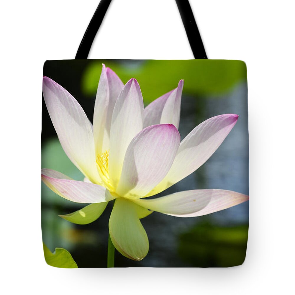 Lotus Tote Bag featuring the photograph Enchanted Beauty by Melanie Moraga