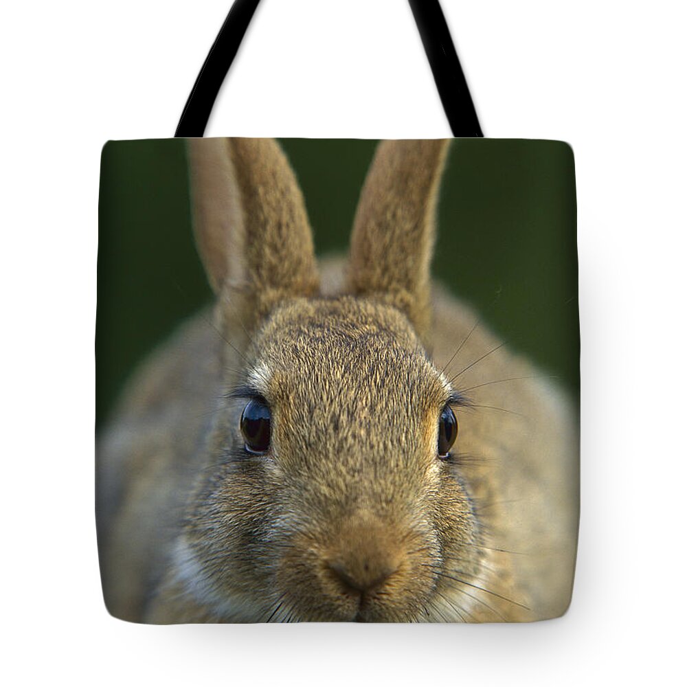Mp Tote Bag featuring the photograph European Rabbit Oryctolagus Cuniculus by Cyril Ruoso