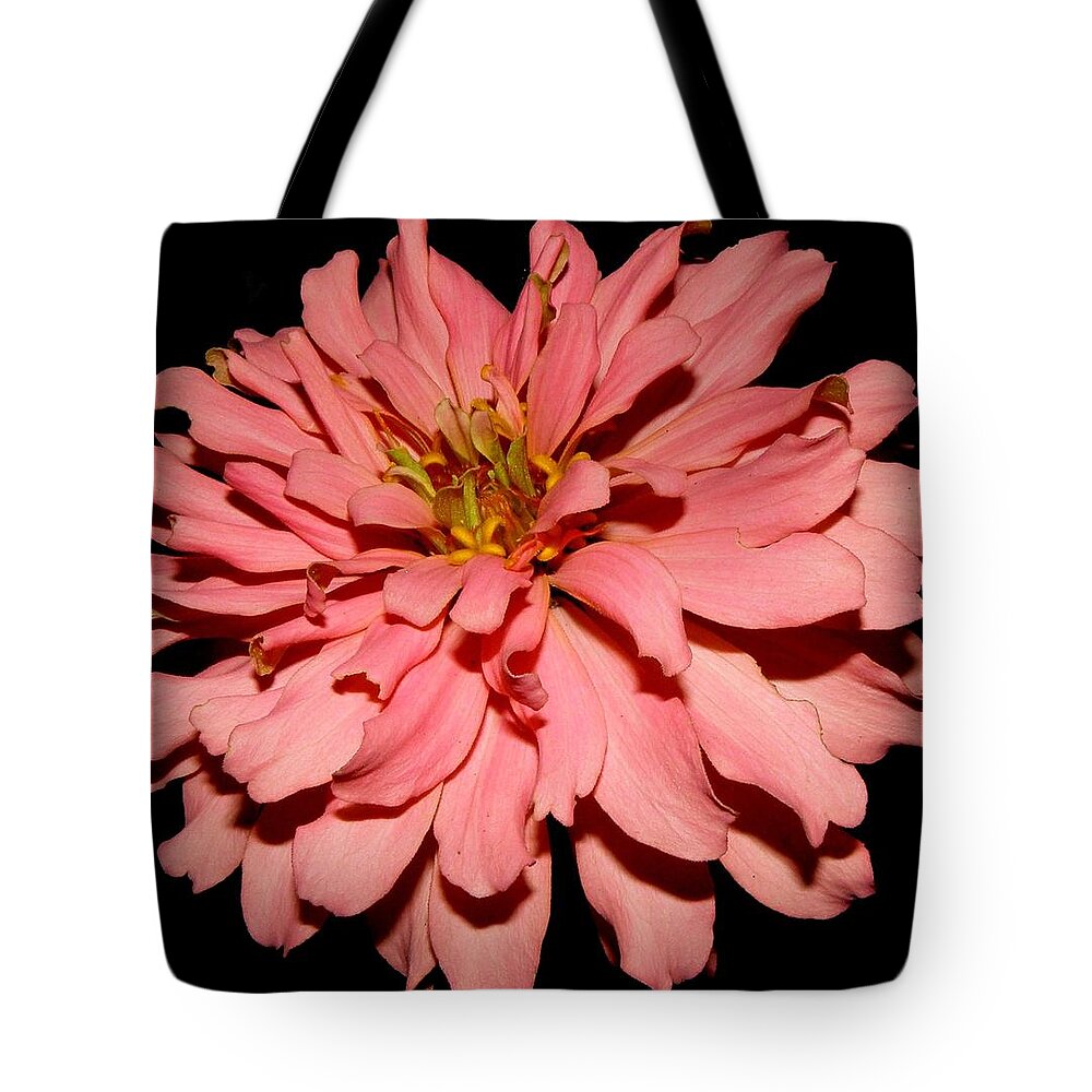 Zinnia Tote Bag featuring the photograph Even At Night She Shows Beauty by Kim Galluzzo