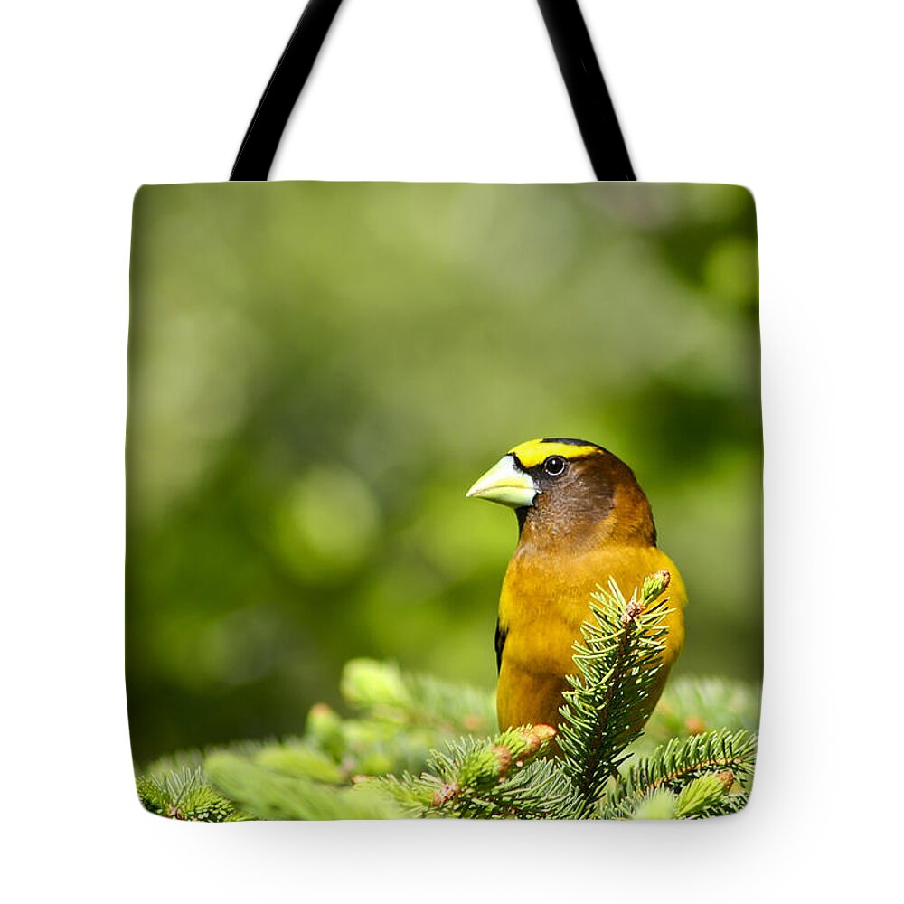 Bird Tote Bag featuring the photograph Evening Grosbeak by Teresa Zieba