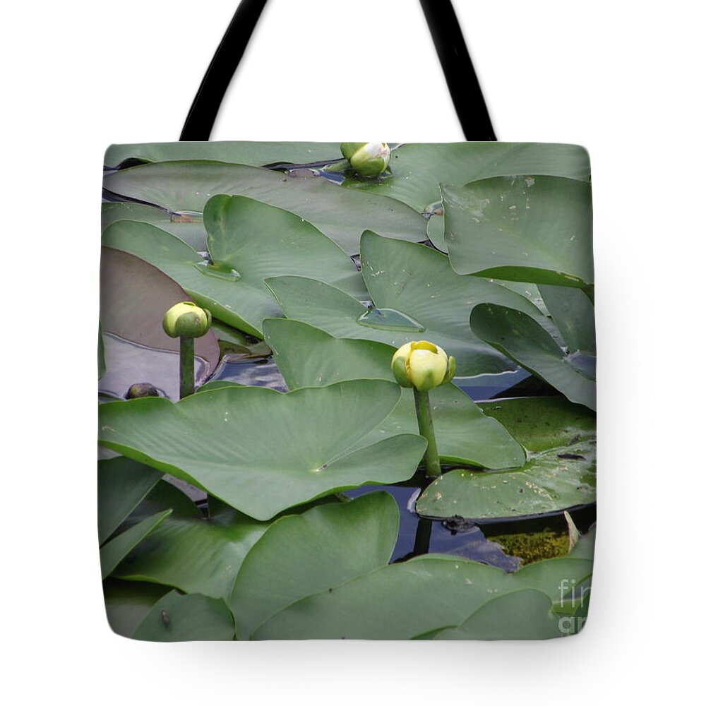 Lily Pad Tote Bag featuring the photograph Everglade Beauty by Michelle Welles