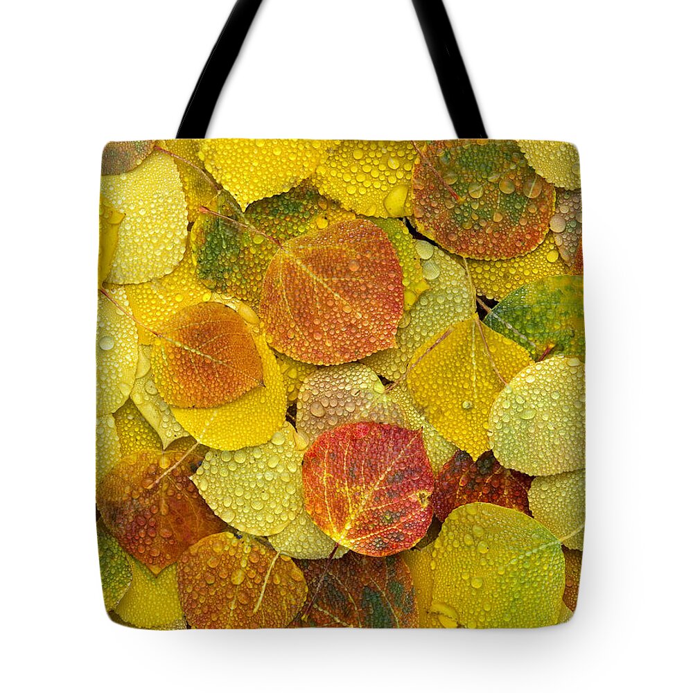 Mp Tote Bag featuring the photograph Fall Aspen Leaves On The Ground Covered by Tim Fitzharris