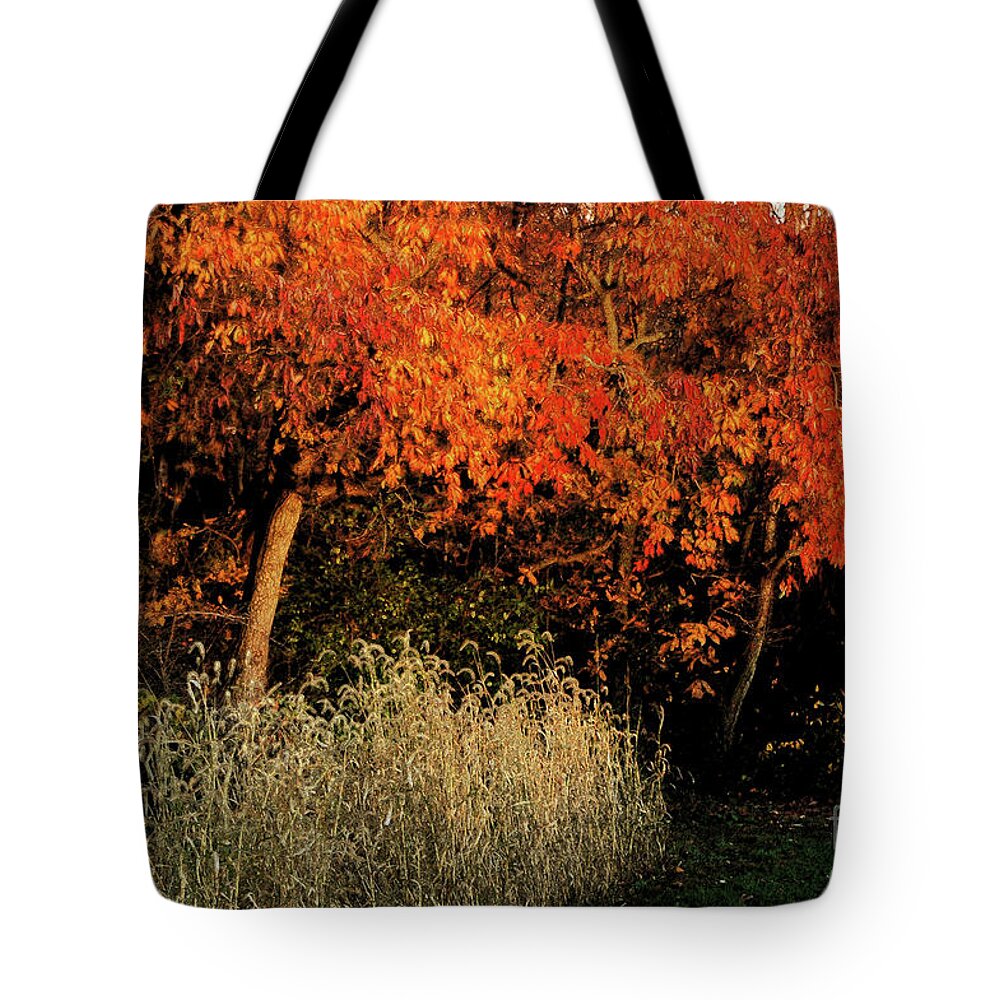 Fall Color Orange Grass Leaves Sunlight Evening Light Tote Bag featuring the photograph Fall Colors 2 by Vilas Malankar