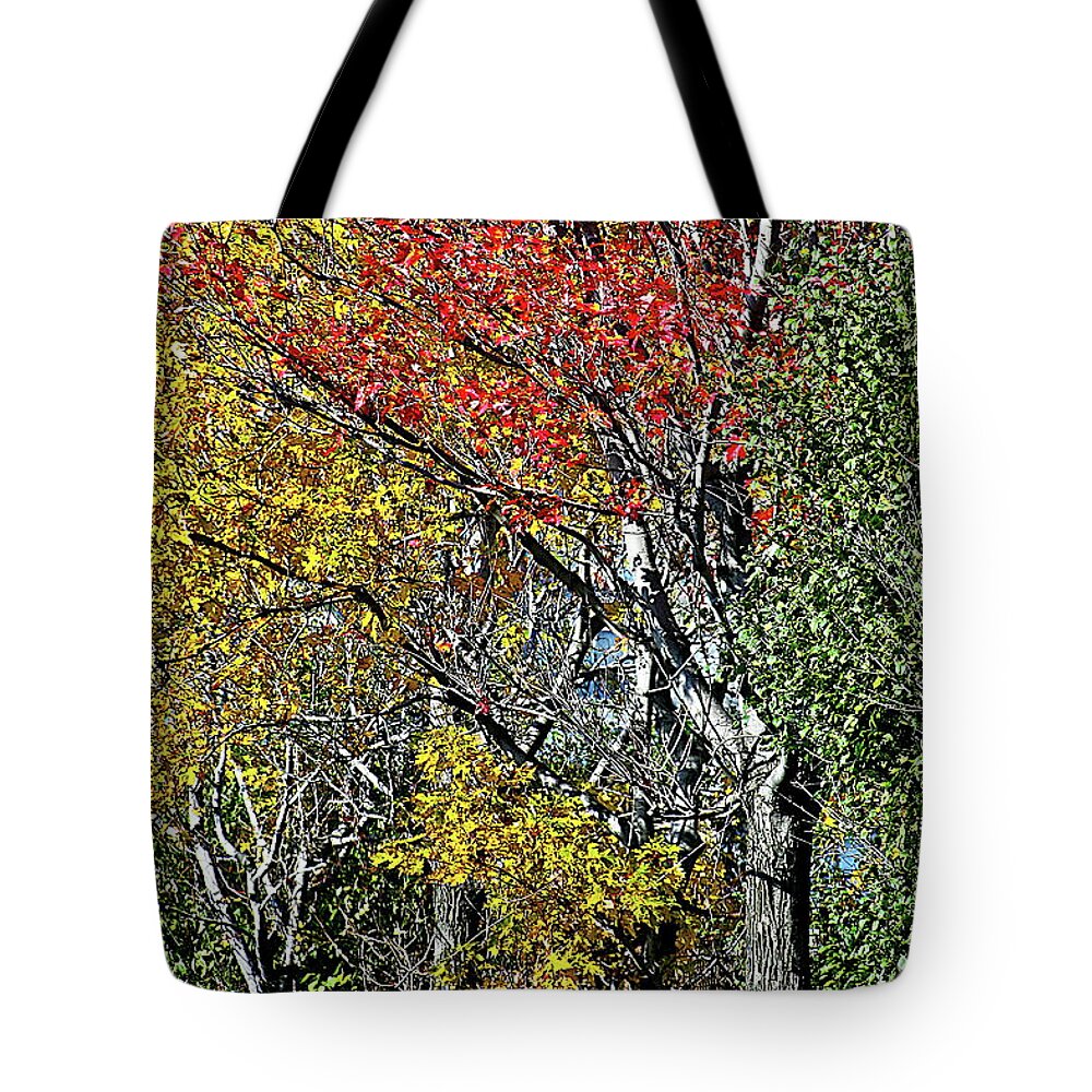 Trees Tote Bag featuring the photograph Fall Colors by Burney Lieberman