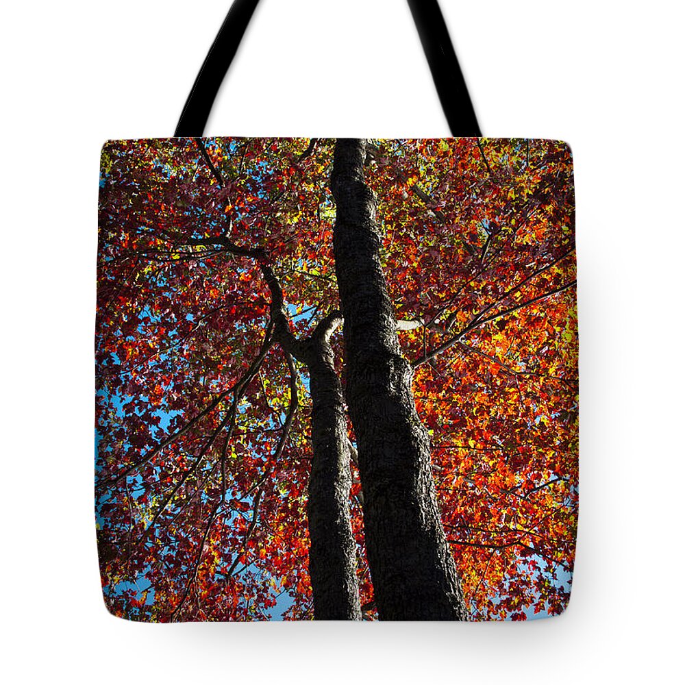 Fall From Above Tote Bag featuring the photograph Fall from Above by David Patterson