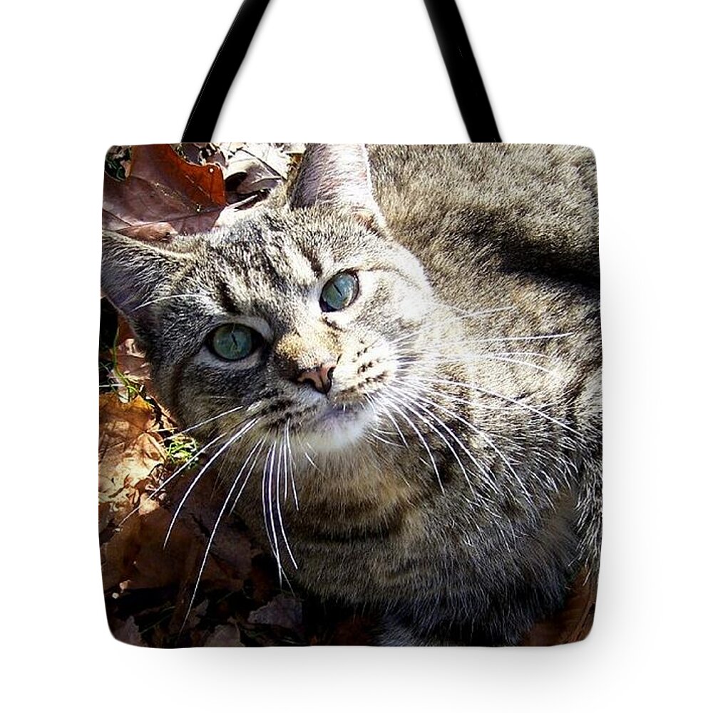 Cat Tote Bag featuring the photograph Fall kitty by Kim Galluzzo