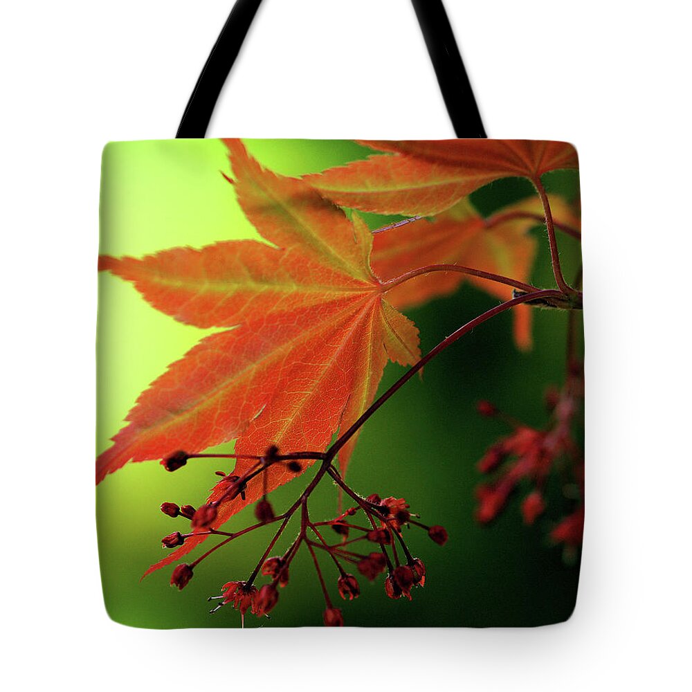 Nature Tote Bag featuring the photograph Fall Leaves by Michelle Joseph-Long