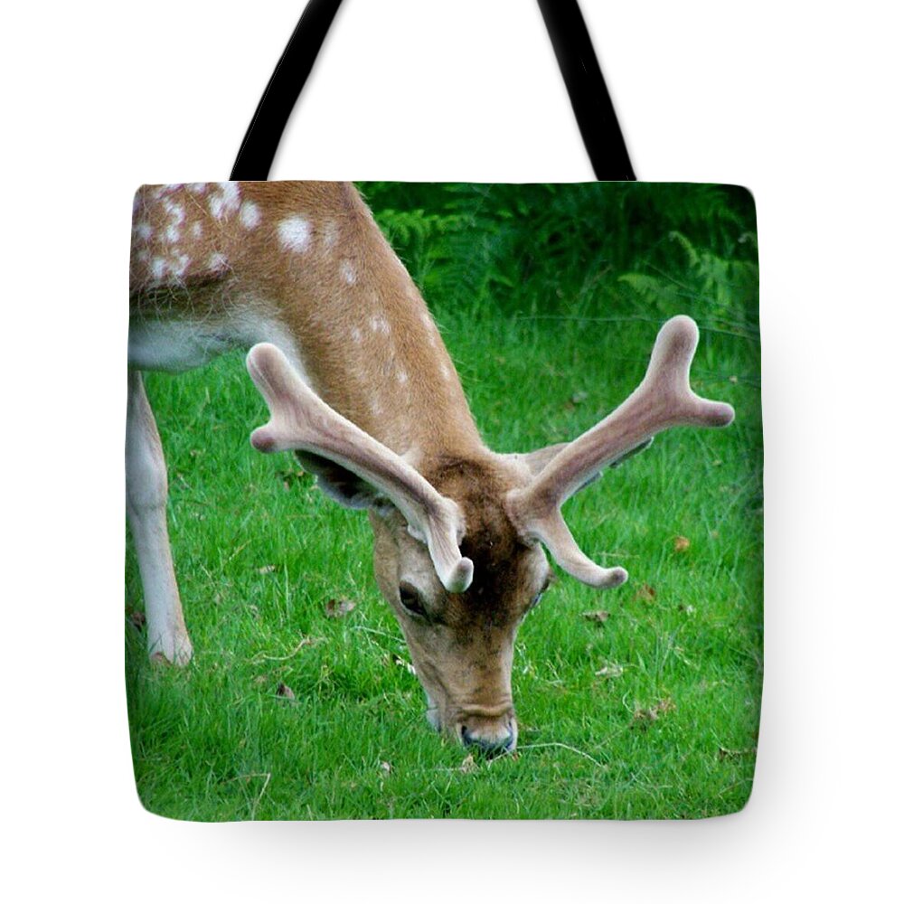 Fallow Tote Bag featuring the photograph Fallow Deers Lunchtime by Abbie Shores
