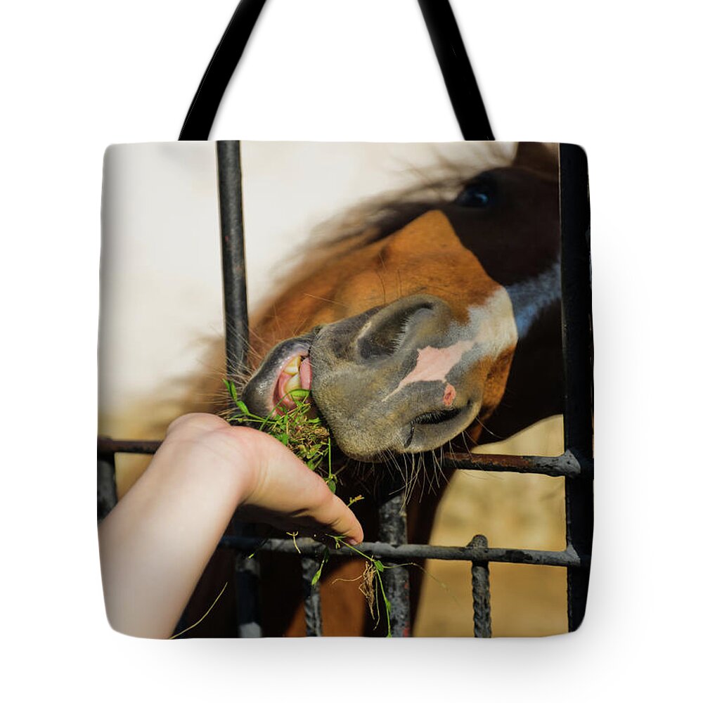 Horse Tote Bag featuring the photograph Feeding the horses in the zoo by Michael Goyberg