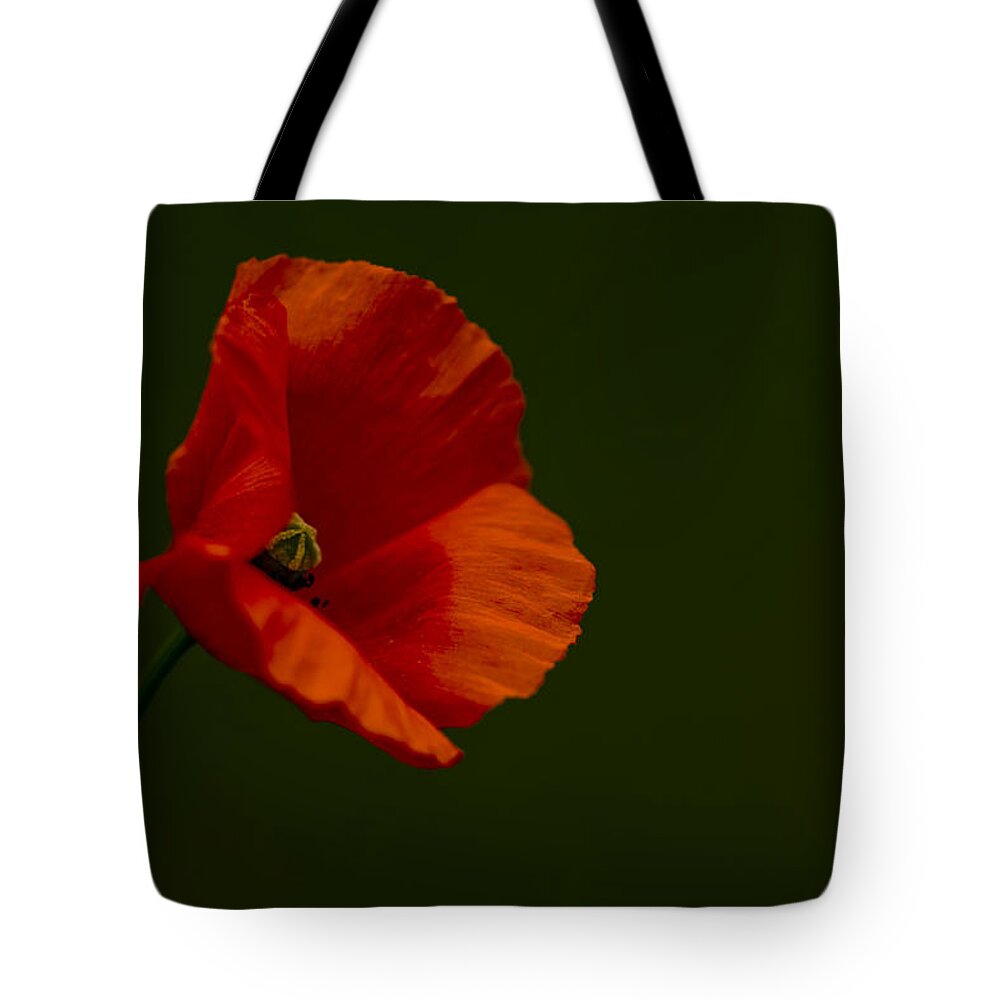 Field Poppy Tote Bag featuring the photograph Field Poppy by Rob Hemphill