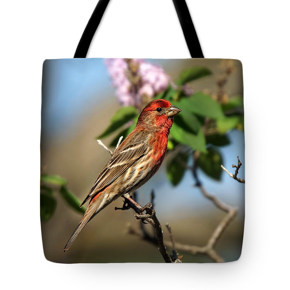 Bird Tote Bag featuring the photograph Finch in Lilac Bush by Alan Hutchins