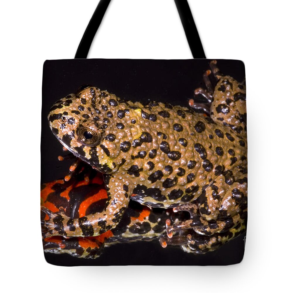 Aposematic Tote Bag featuring the photograph Fire Belly Toad by Dante Fenolio