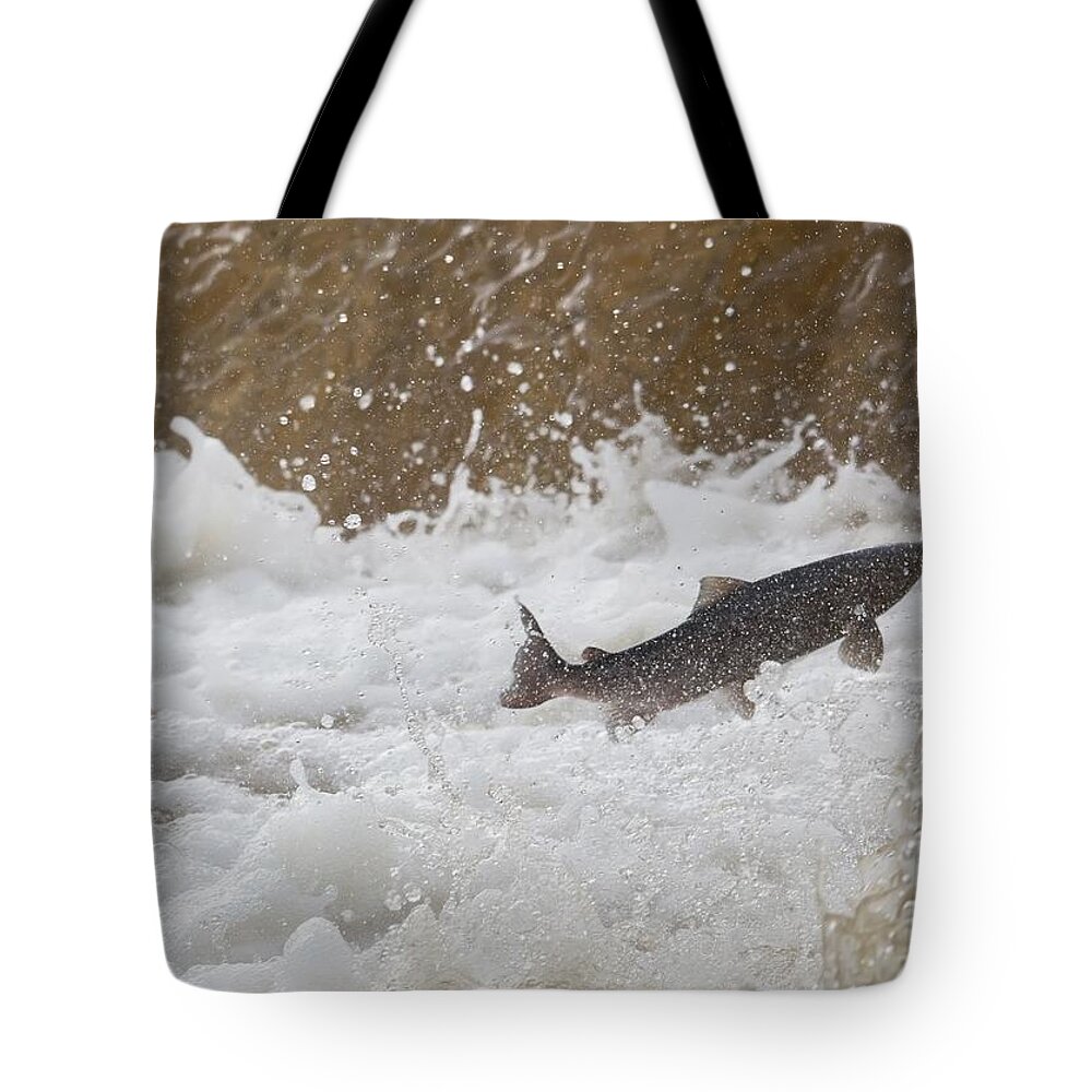 Salmon Tote Bag featuring the photograph Fish Jumping Upstream In The Water by John Short