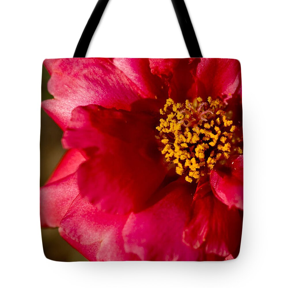 Red Carpet Rose Tote Bag featuring the photograph Flower Carpet Rose by Rob Hemphill