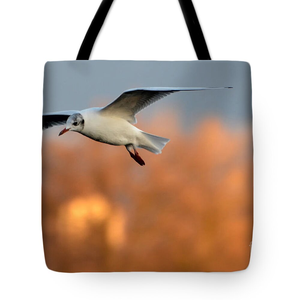 Bird Tote Bag featuring the photograph Flying gull by Mats Silvan