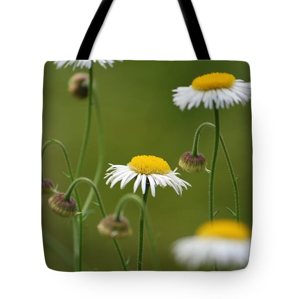 Daisy Tote Bag featuring the photograph Four Sisters by Julie Lueders 