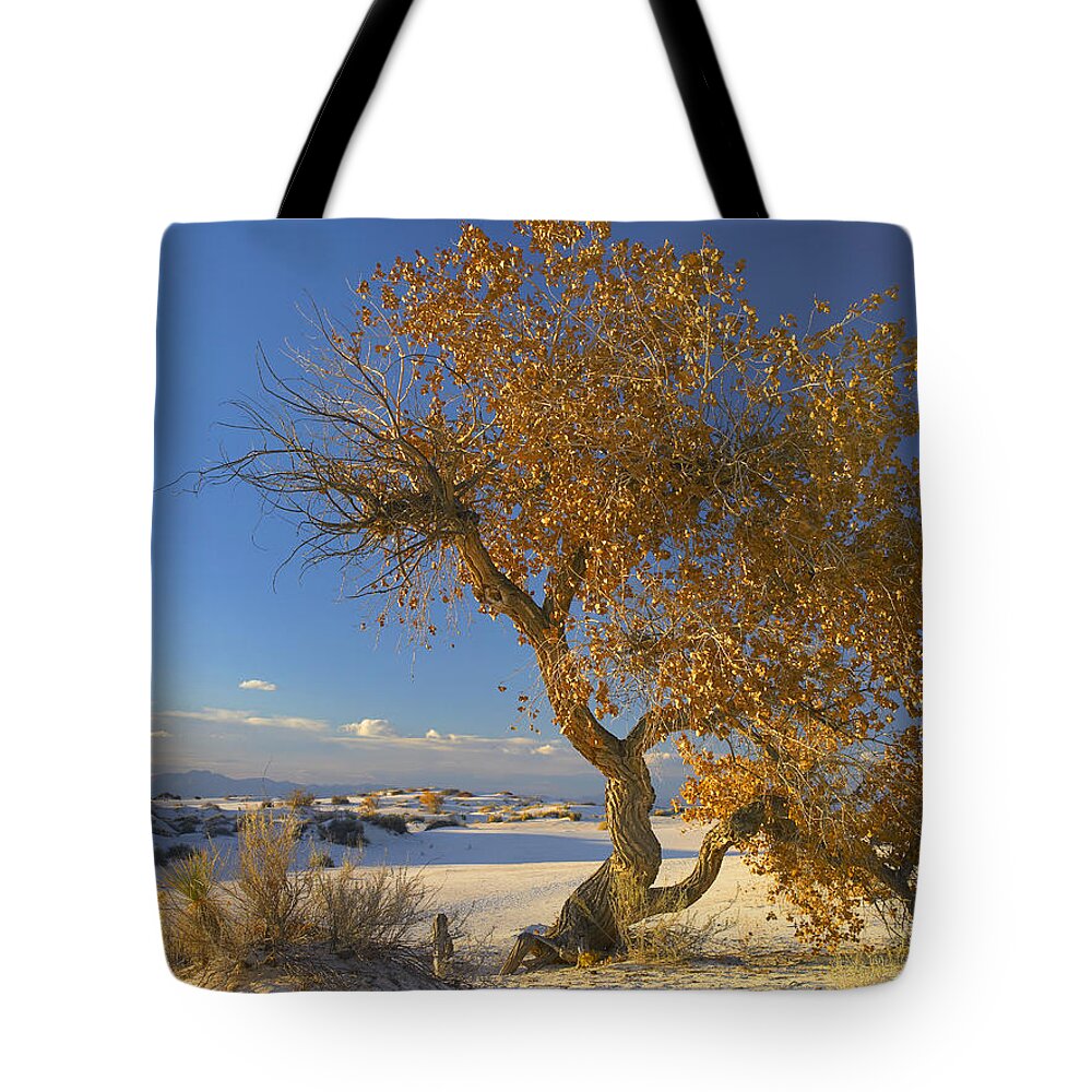 00175140 Tote Bag featuring the photograph Fremont Cottonwood Tree Single Tree by Tim Fitzharris