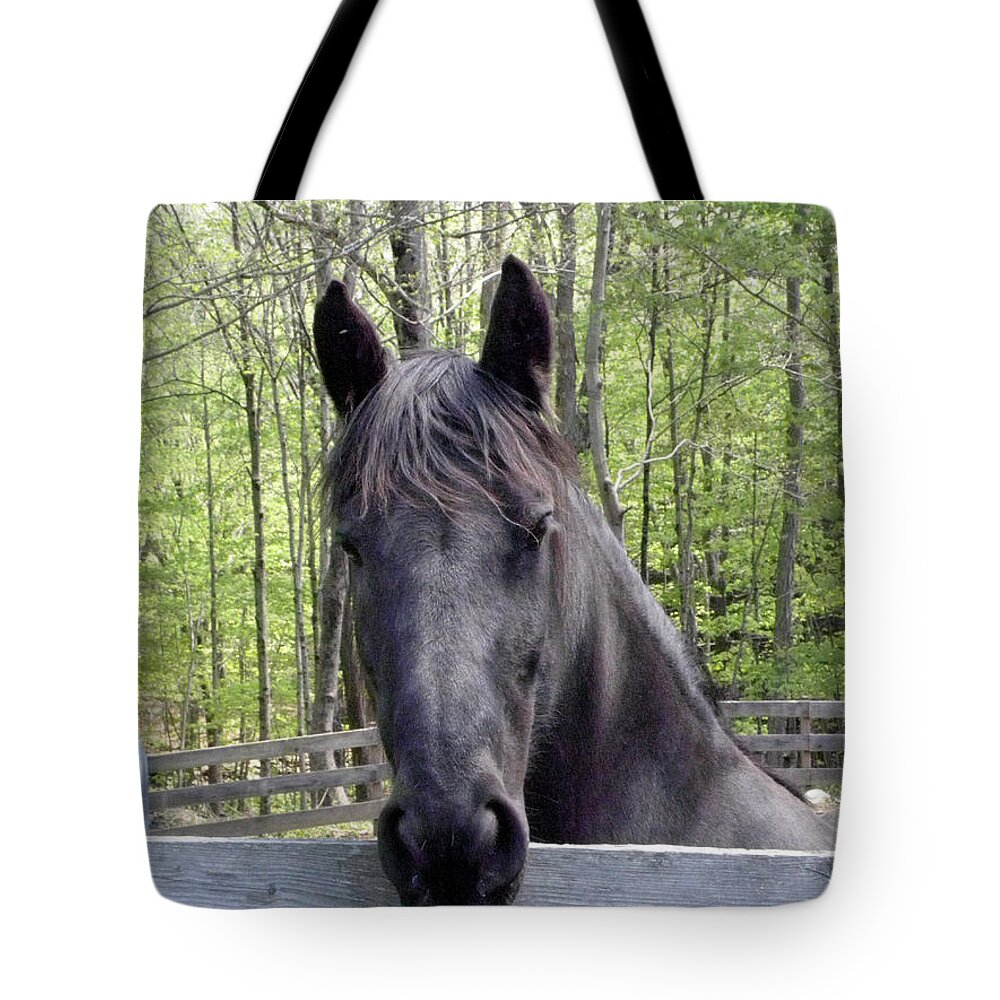 Friesian Horse Tote Bag featuring the photograph Friesian alert by Kim Galluzzo Wozniak