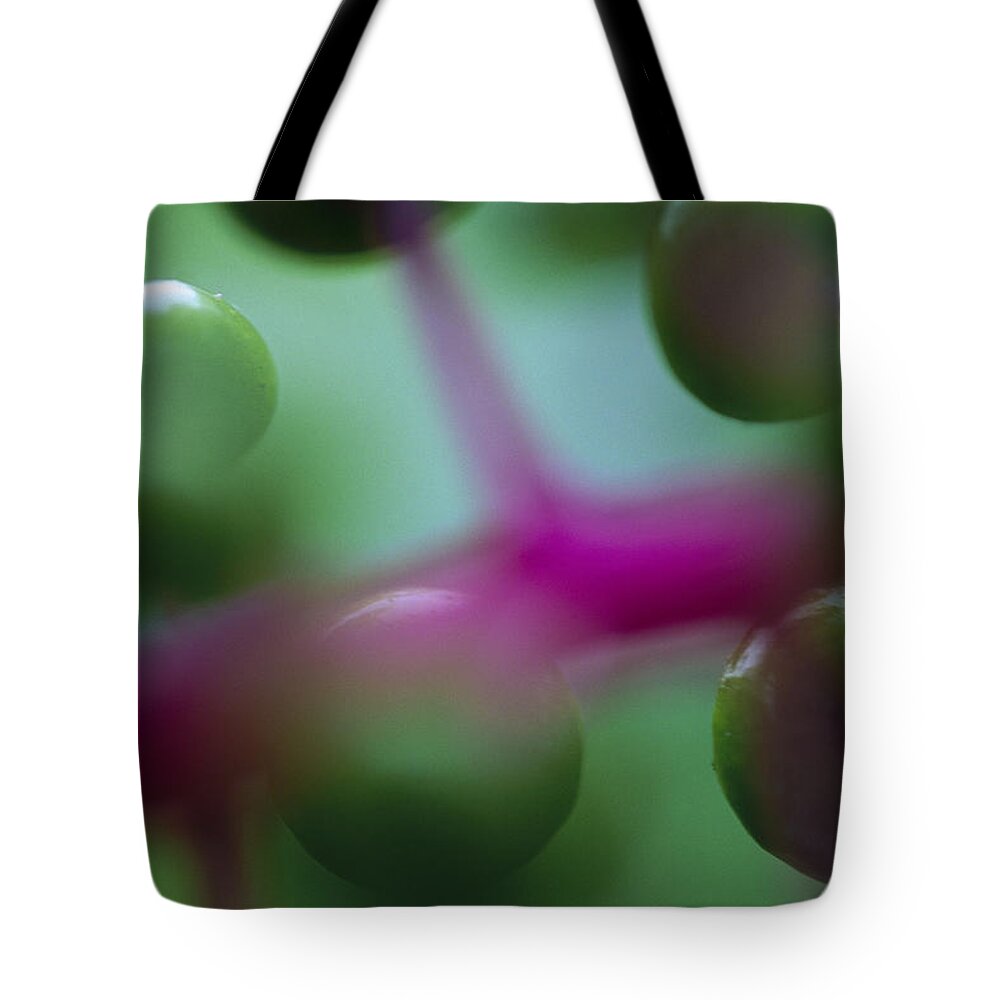 00760019 Tote Bag featuring the photograph Fruit Of A Rainforest Plant Barro Colorado by Christian Ziegler