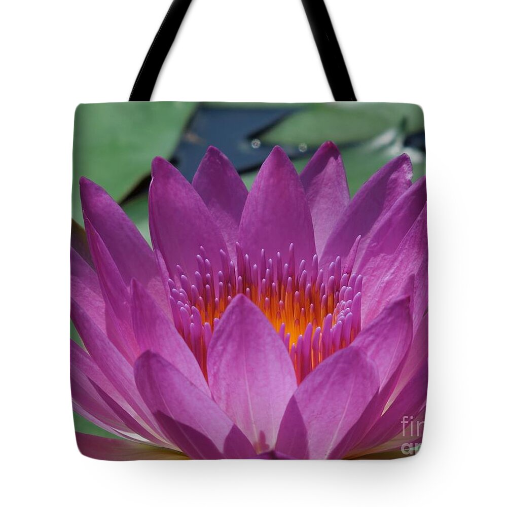 Fuchsia Water Lily Tote Bag featuring the photograph Fuchsia Water Lily by Chad and Stacey Hall