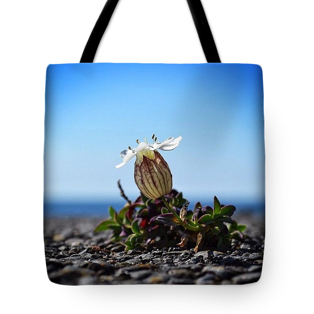 Instaaaaah Tote Bag featuring the photograph Funny Little Flower by Silva Halo