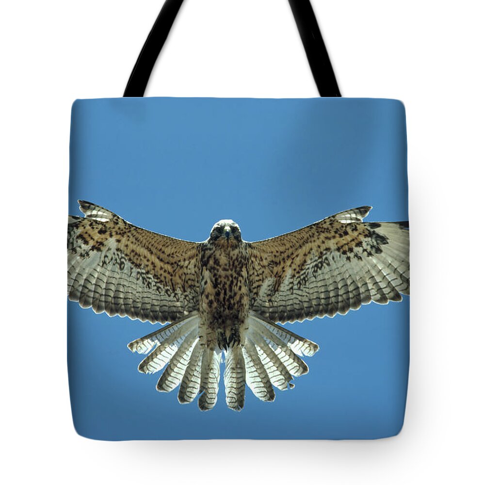 Mp Tote Bag featuring the photograph Galapagos Hawk Buteo Galapagoensis by Tui De Roy