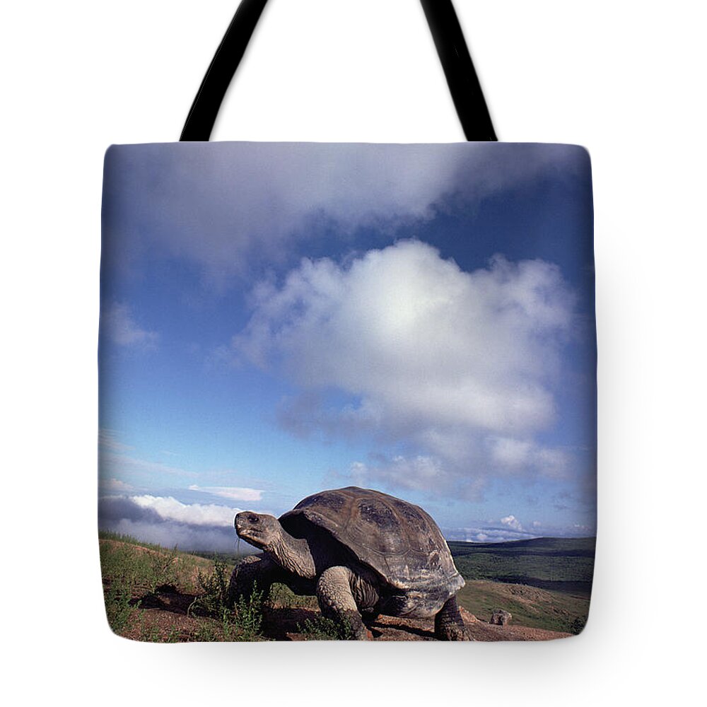 Mp Tote Bag featuring the photograph Galapagos Tortoise on Isla Isabella by Tui De Roy