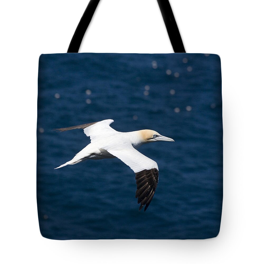 Adult Tote Bag featuring the photograph Gannet in flight by Howard Kennedy