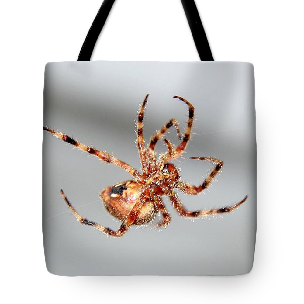 Spider Tote Bag featuring the photograph Garden Spider number 1 by Scott Brown
