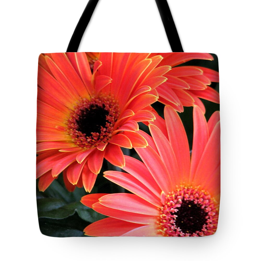 Gerbera Daisies Tote Bag featuring the photograph Gerbera Bliss by Rory Siegel