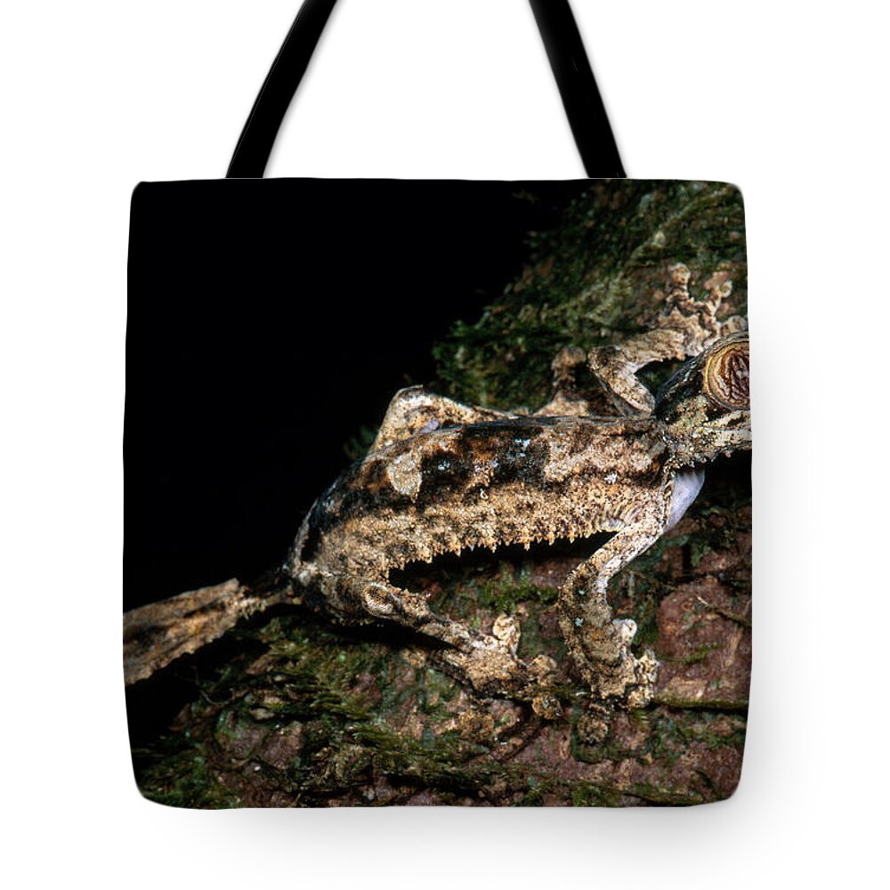 Giant Leaf Tail Gecko Tote Bag featuring the photograph Giant Leaf Tail Gecko by Dante Fenolio