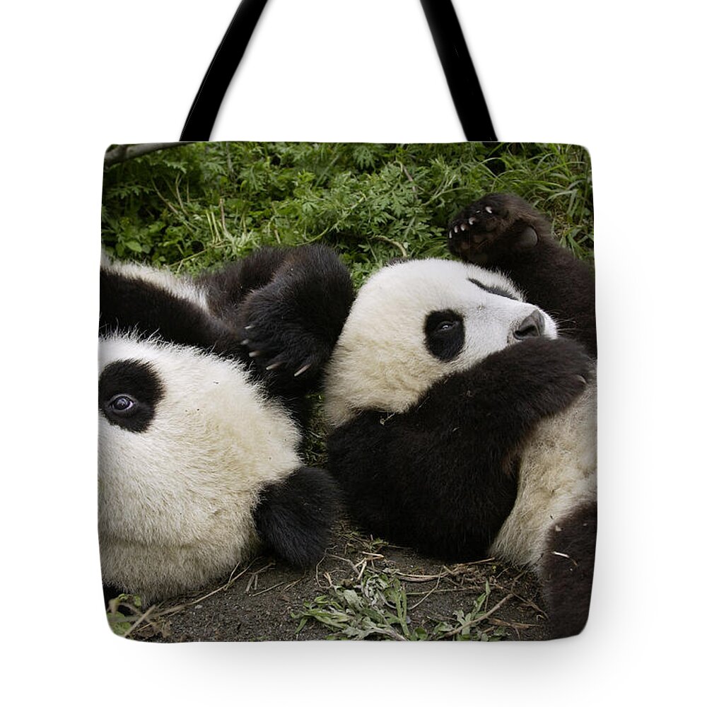 Mp Tote Bag featuring the photograph Giant Panda Ailuropoda Melanoleuca Pair by Katherine Feng