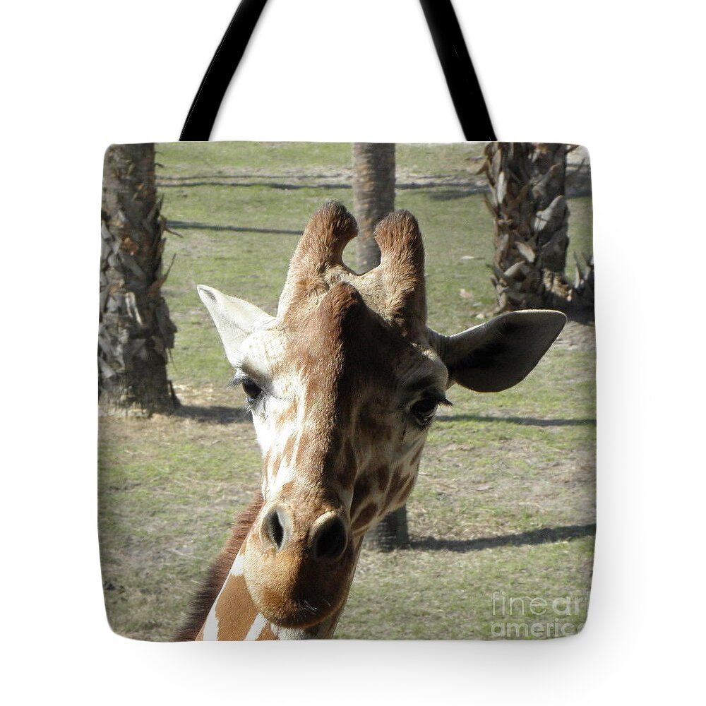 Giraffe Tote Bag featuring the photograph Giraffe stare by Kim Galluzzo