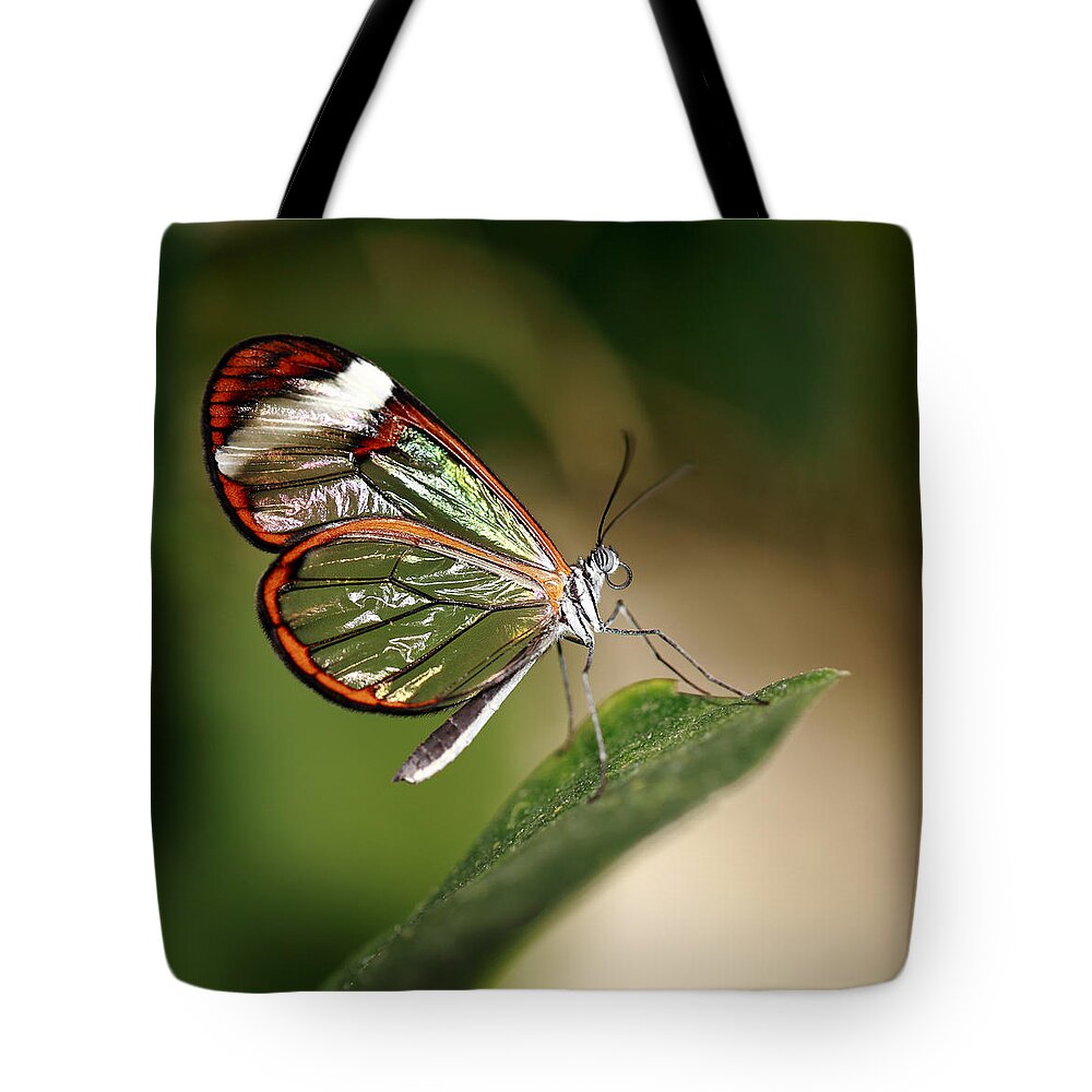 Glasswinged Longwing Butterfly Tote Bag featuring the photograph Glasswing Butterfly by Grant Glendinning