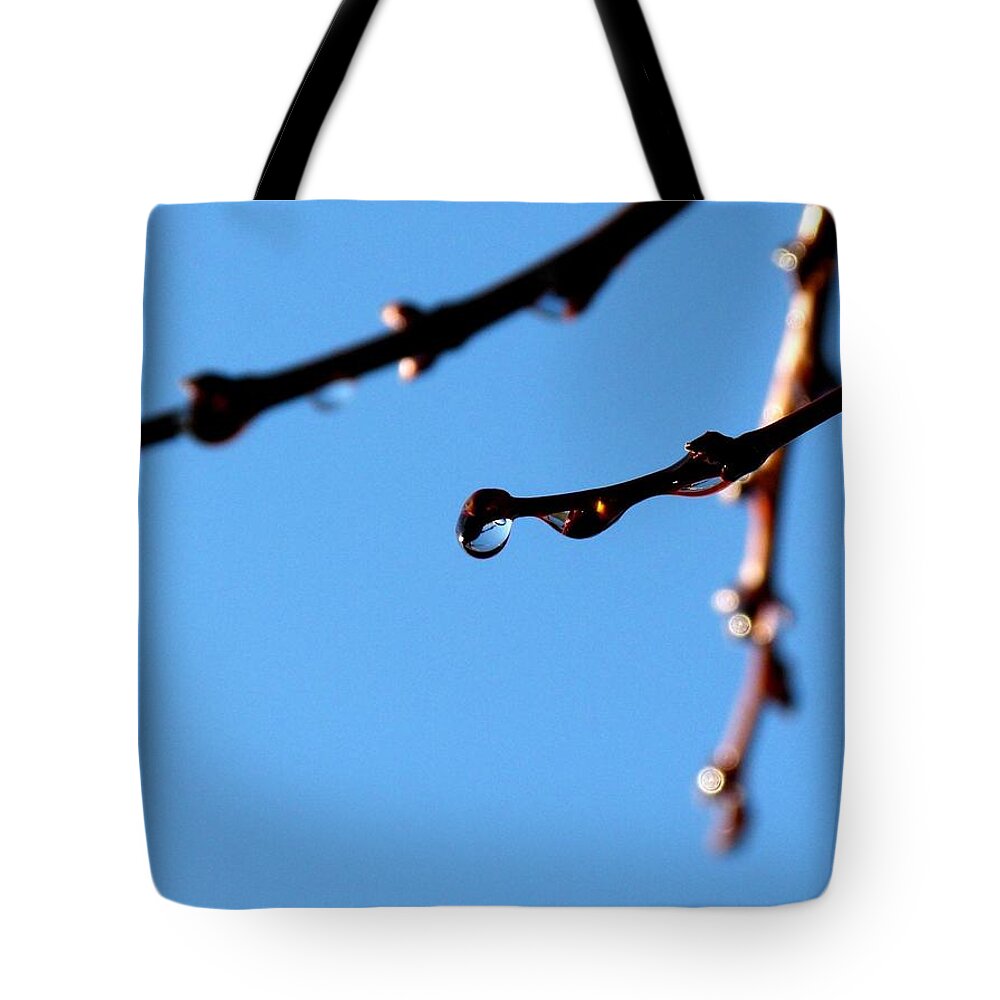 Dewdrops Tote Bag featuring the photograph Glistening Dewdrops by Will Borden