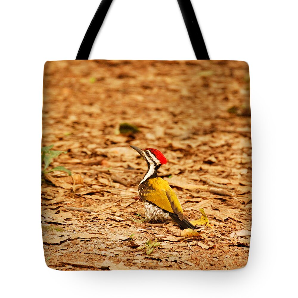 Golden Tote Bag featuring the photograph Golden backed woodpecker by Fotosas Photography