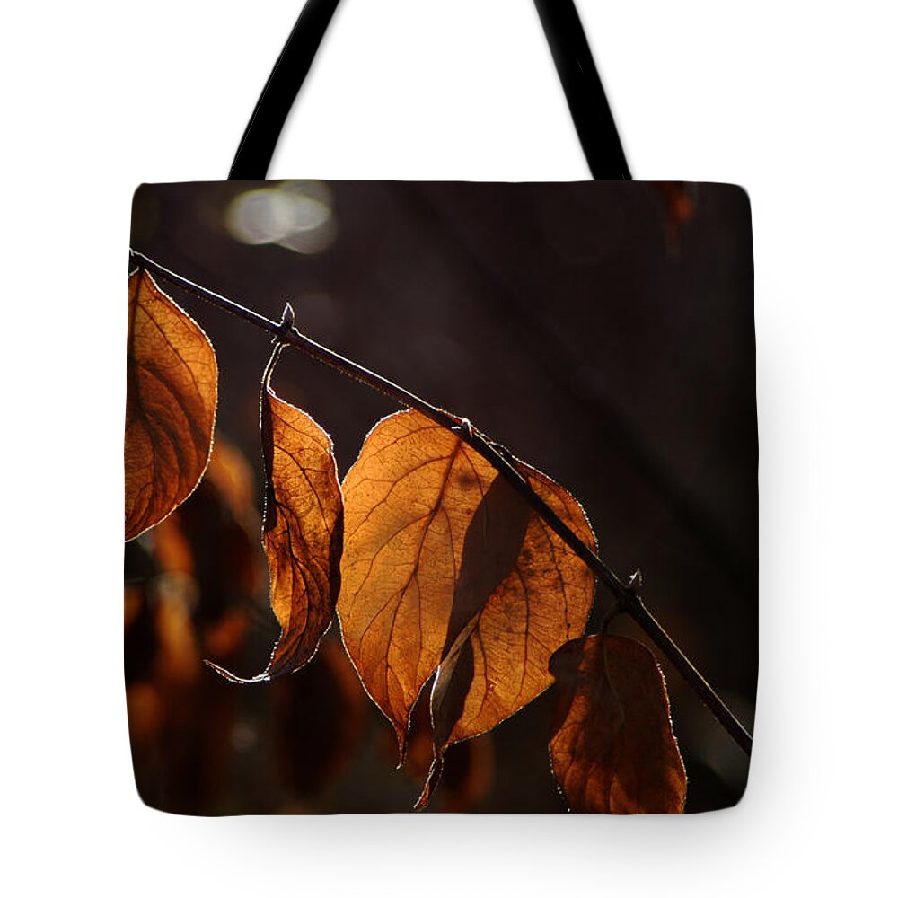 Fall Dry Leaves Light Silhouette Color Brown Yellow Veins Tote Bag featuring the photograph Golden Leaves by Vilas Malankar
