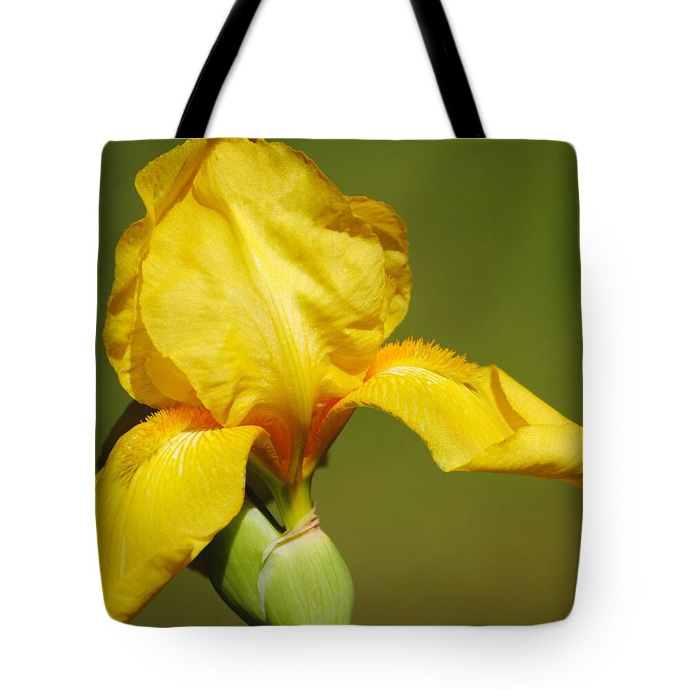 Beautiful Iris Tote Bag featuring the photograph Golden Yellow Iris by Jai Johnson