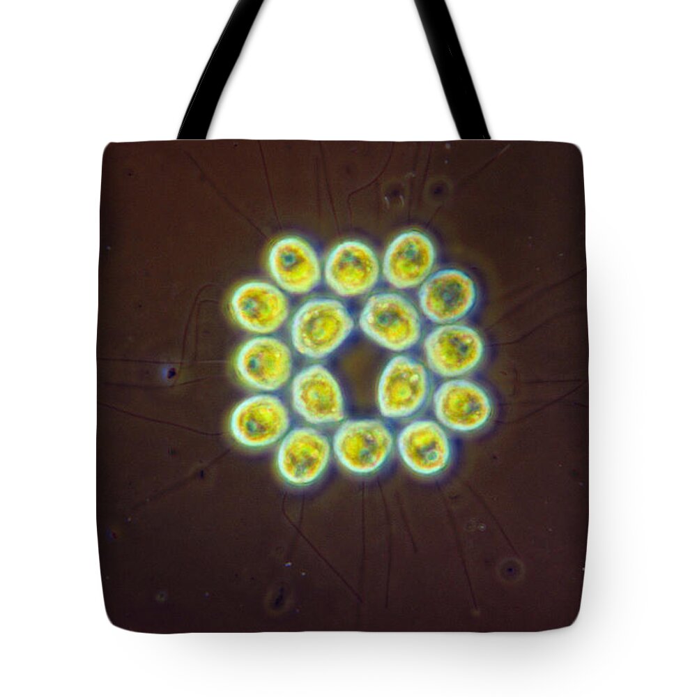 Science Tote Bag featuring the photograph Gonium Pectorale, Lm by M. I. Walker