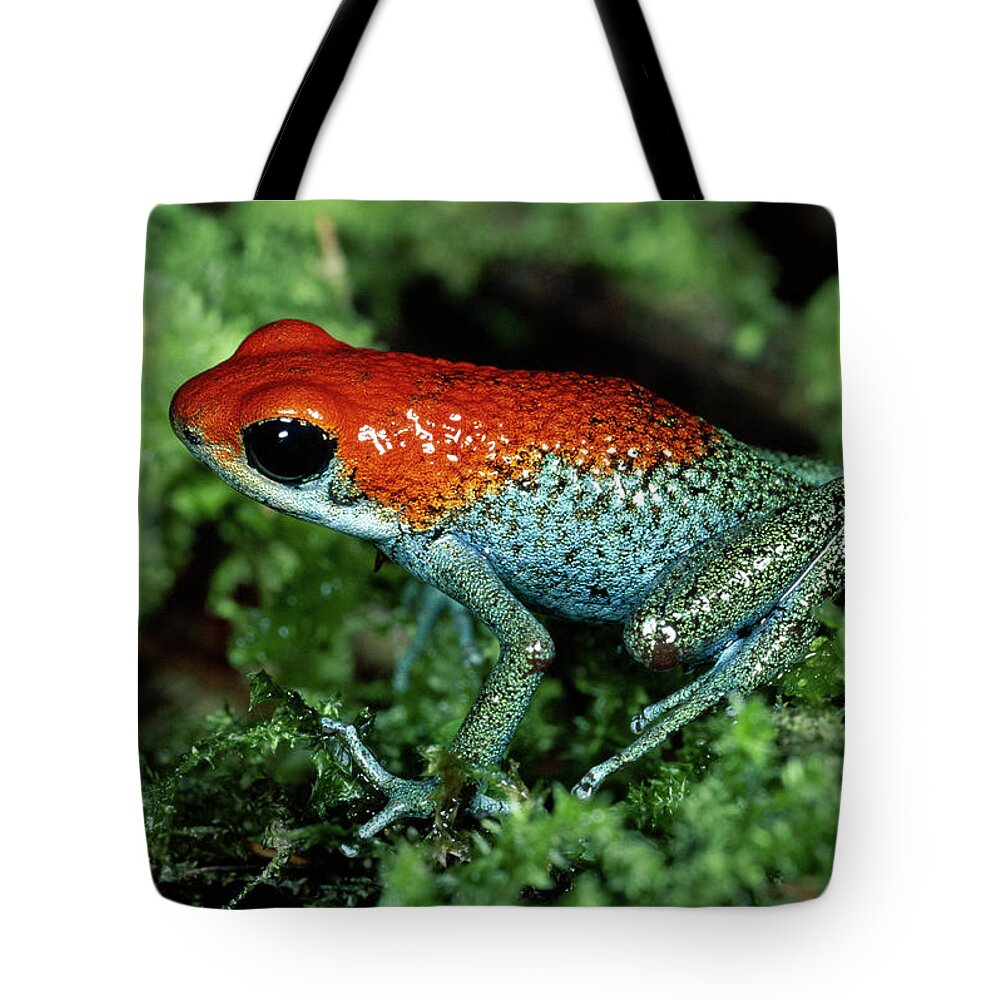 Mp Tote Bag featuring the photograph Granular Poison Dart Frog Dendrobates by Michael & Patricia Fogden
