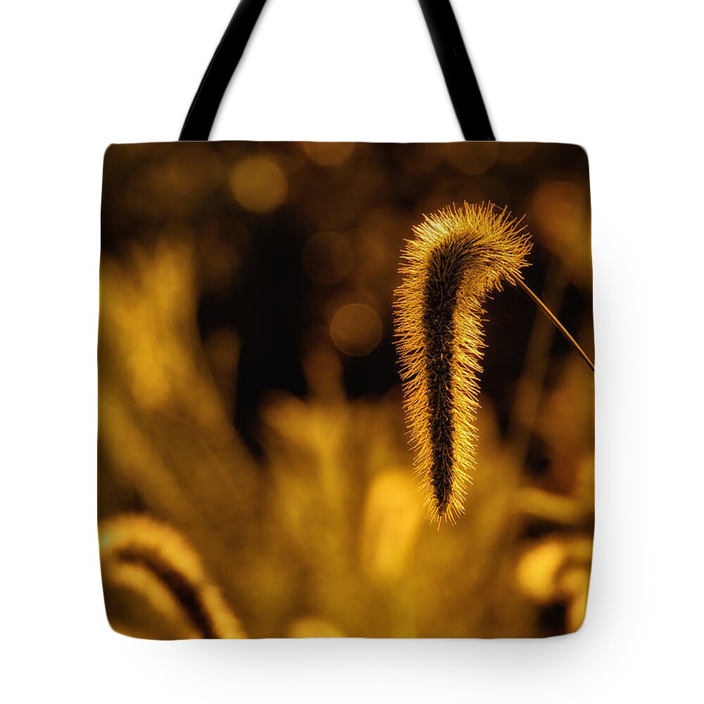 Da 18-135 Wr Tote Bag featuring the photograph Grass in Golden Light by Lori Coleman