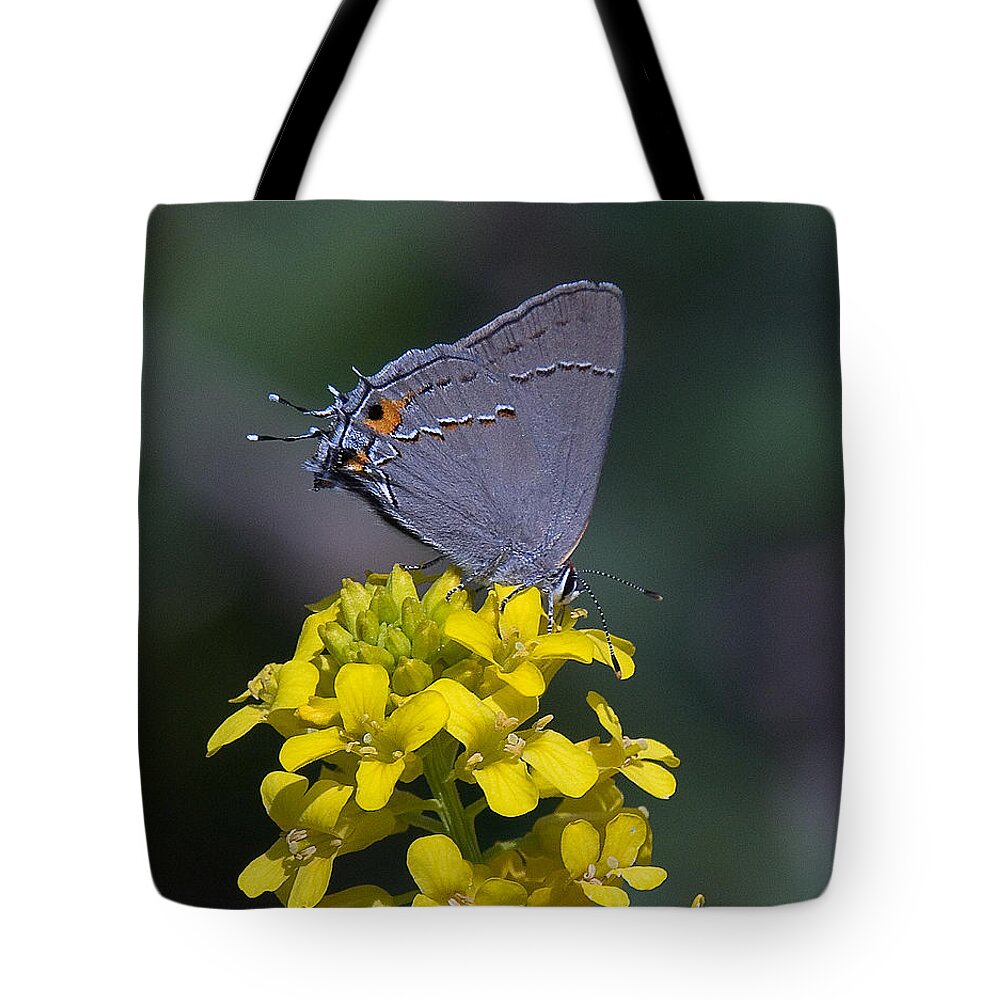 Nature Tote Bag featuring the photograph Gray Hairstreak Butterfly DIN044 by Gerry Gantt
