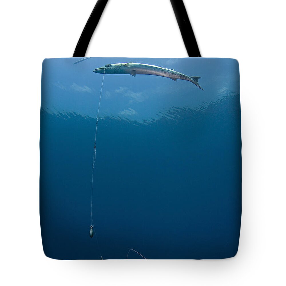 Ecology Tote Bag featuring the photograph Great Barracuda Hooked With Fishing by Karen Doody