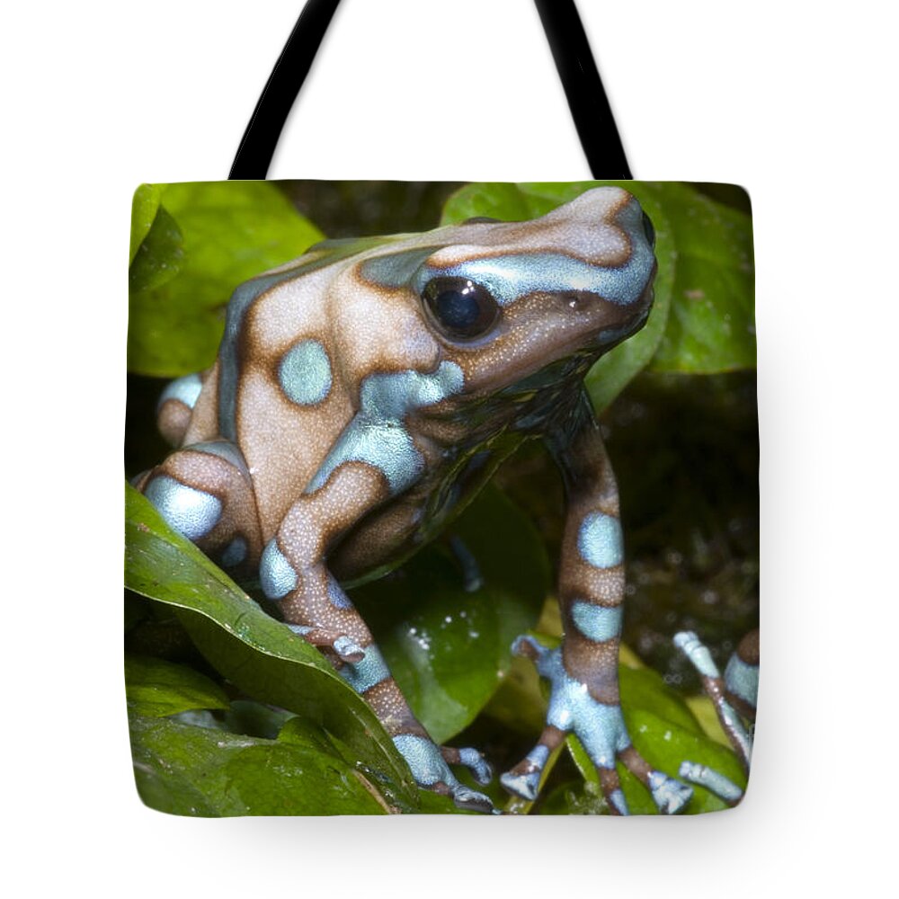 Dendrobates Auratus Tote Bag featuring the photograph Green And Black Poison Frog by Dante Fenolio