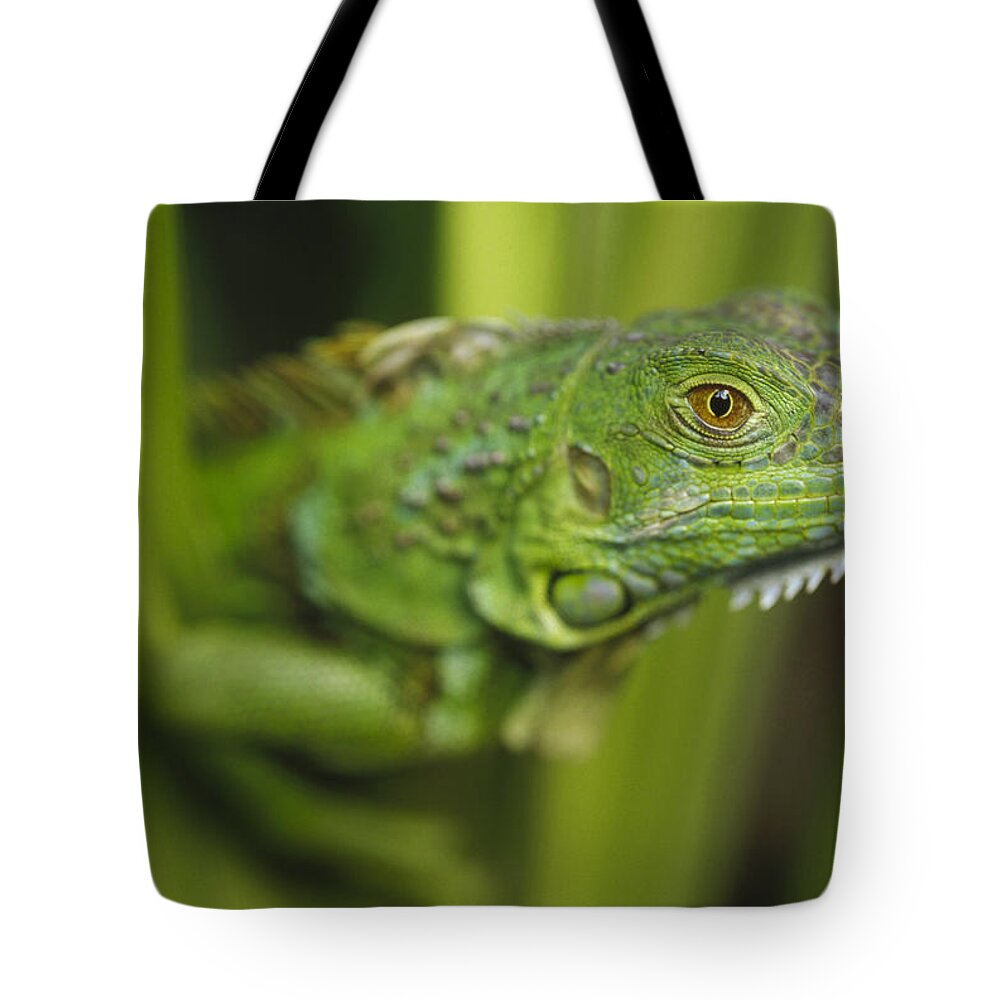 Mp Tote Bag featuring the photograph Green Iguana Amid Green Leaves Roatan by Tim Fitzharris