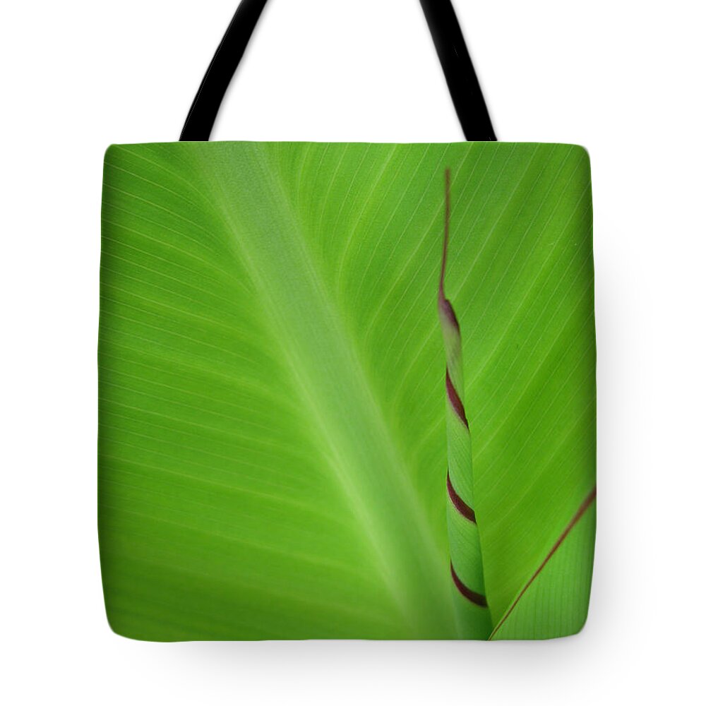 Green Leaf Tote Bag featuring the photograph Green Leaf with Spiral New Growth by Nikki Marie Smith